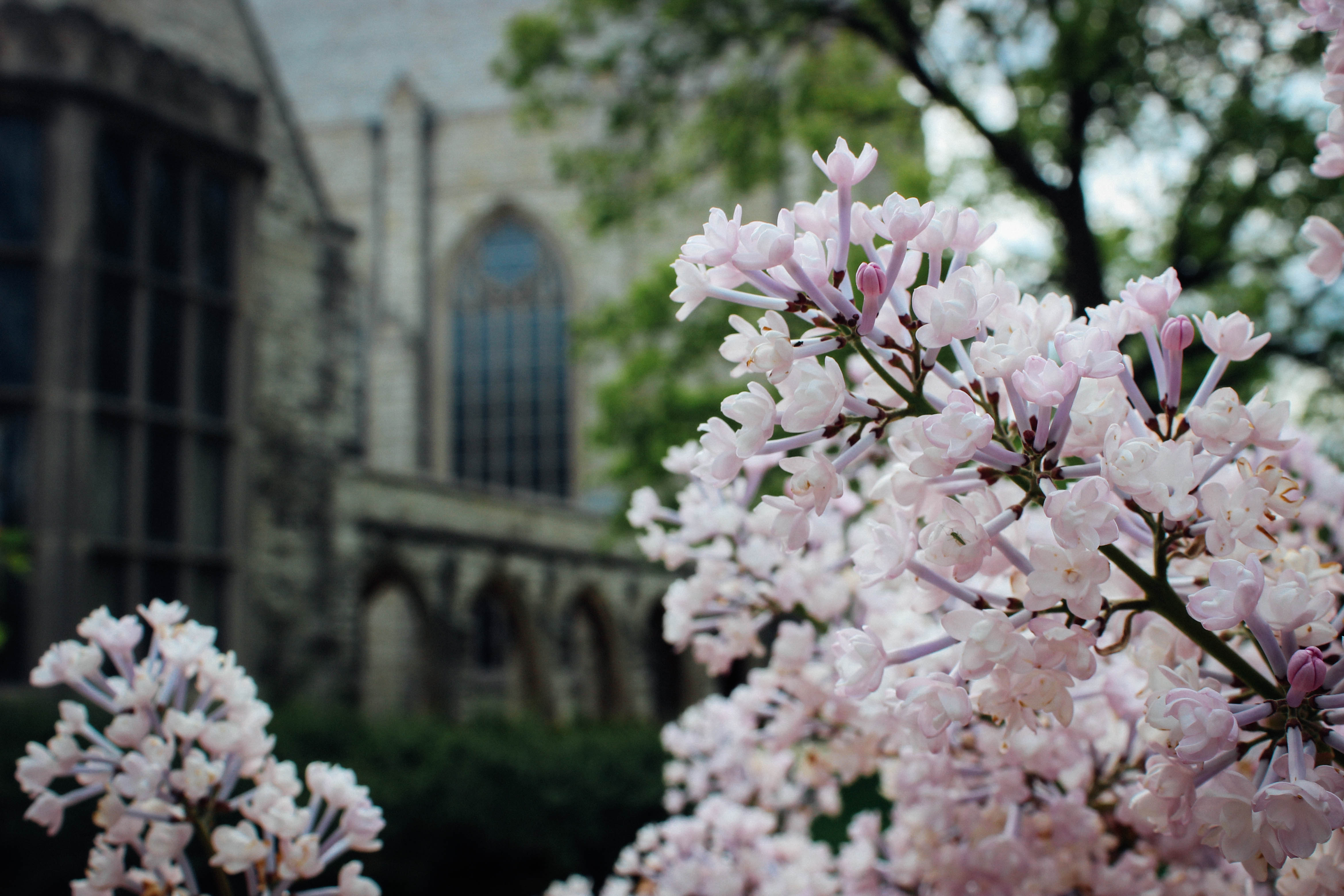 Close-up photo of a branch covered in pink blossoms s in front of campus building with gothic-style cathedral windows..